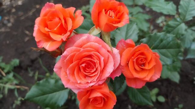 ВЛОГ✨ ЦВЕТОЧНОЕ НАСЛАЖДЕНИЕ ИЛИ ВДОХНОВЕНИЕ ✨ ВЫХОЖУ НА ФИНИШНУЮ ✨