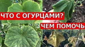 Огурцы желтеют и вянут листья (болезни, вредители, полив, жара, подкормка) — что делать срочно