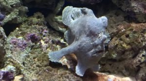 Бородавчатая рыба клоун.warty clown fish