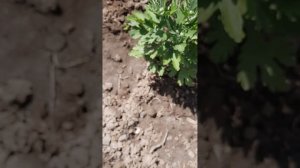 09. 06. 26..#mukbangtatyanaeats #садогород #огород