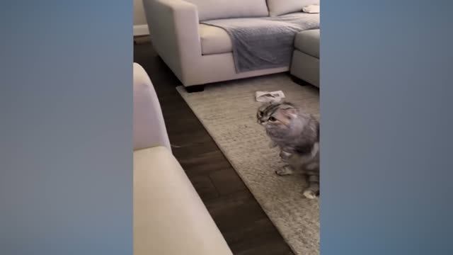 Дай пожрать! 🐾 Смешные животные, которые вечно голодны (Подборка)