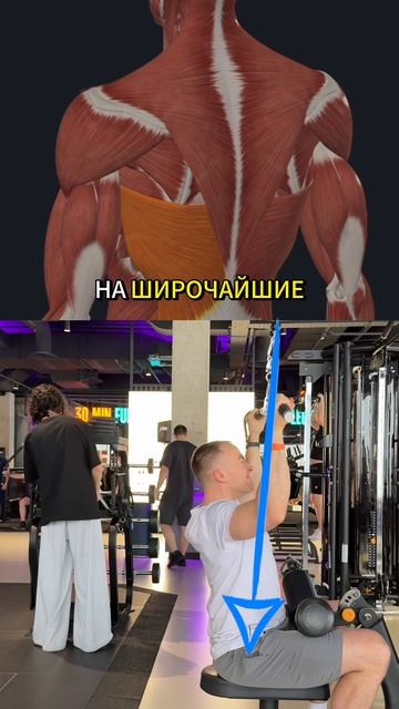 Чем шире хват, тем шире спина?