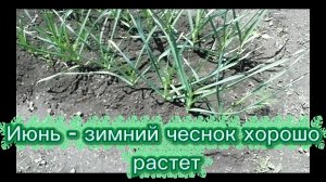 Озимый чеснок хорошо растёт - июнь