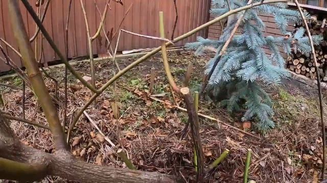 Весенняя обрезка роз. Техника и практика как обрезать розы.