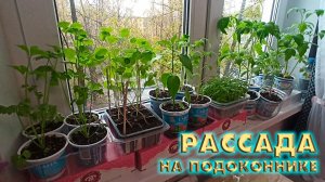 МОИ ХОББИ. Рассада на подоконнике!