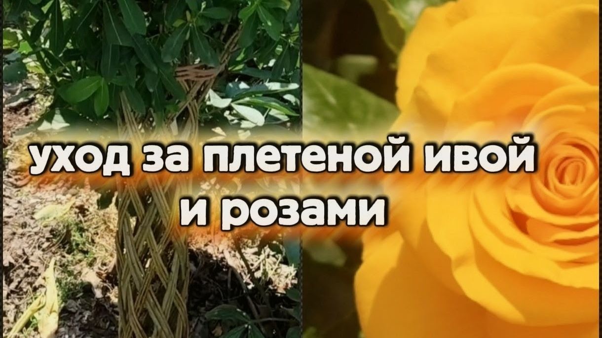 Красивая и полезная плетёная Ива, обрезка роз, уход за Ивой, любование розами