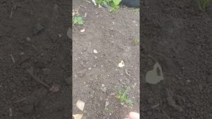 (архив 10)не покупайте растюшки не в питомнике