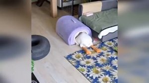 Очень странные коты