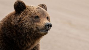 Медведь-попрошайка тормозит проезжающие автомобили и просит еду на трассе в Магадане