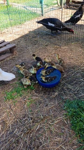 Индоутята 🦆😍