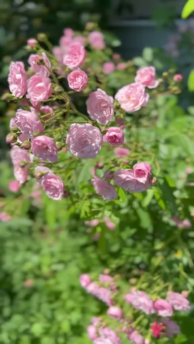 Жимолость среди роз 💐 смотреть онлайн