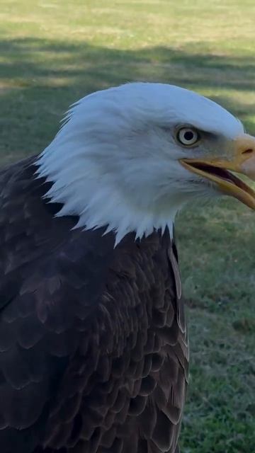 Как на самом деле кричит белоголовый орлан? 🦅