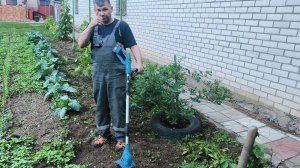 Сорняки переростки или как я делаю прополку при помощи аккумляторного культиватора YOFIDRA