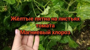 Жёлтые пятна на листьях томата. Магниевый хлороз.