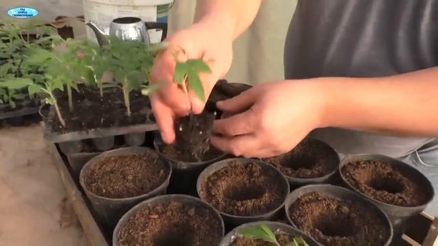 Большои горшок для рассады. Показываю почему это плохо.