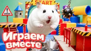 ХОМЯК ВЫБИРАЕТСЯ ИЗ СЕКРЕТНОЙ ХОМЯЧЕЙ ТЮРЬМЫ ! Забавные животные ! Супер лабиринт для хомяка №11