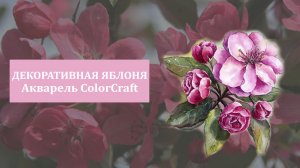 Декоративная яблоня. Акварель ColorCraft