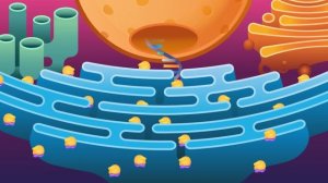 23. Tour of the Cell: Crash Course Biology