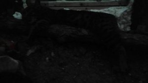 VID_20251128_072610.mp4