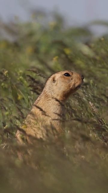 Жёлтый суслик (Spermophilus fulvus) общается с соседями по колонии #wildlifemotion #дикаяприрода