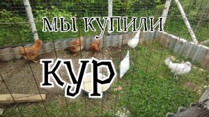 Мы купили кур!
