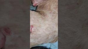 Для Снежка и Степашки срочно нужен Нексгард