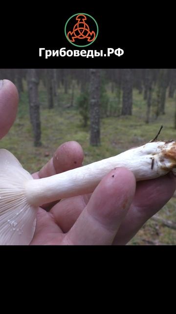 Млечник белый - Lactarius musteus. Отличный гриб для засола смотреть онлайн