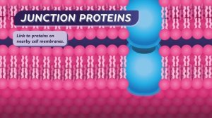 24. Cell Membranes: How Does Stuff Get Into Your Cells?: Crash Course Biology