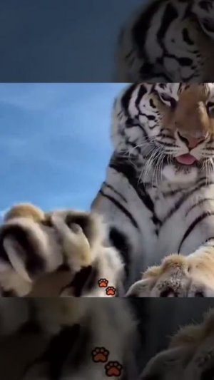VID_20260608_220014_022.mp4