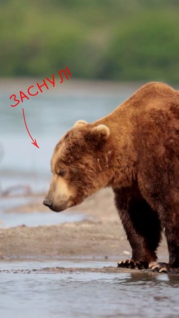 Бурый медведь не дождался лосось и заснул стоя  #wildlifemotion #дикаяприрода #brownbear #камчатка