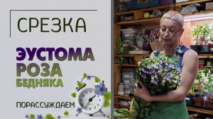 Эустома - роза бедняка. Ирландская, японская роза, техасский колокольчик, лизиантус. Порассуждаем.