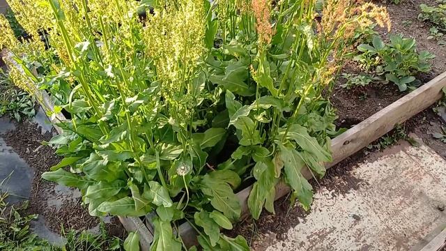 Огород цыплята и не только смотреть онлайн