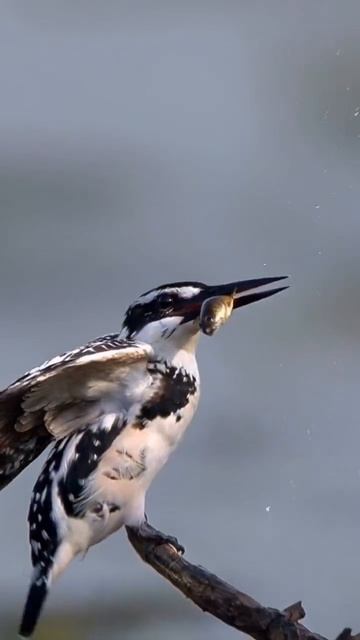 Красота