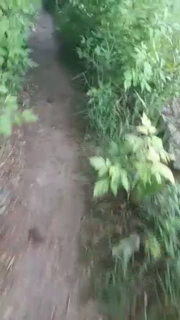 ahlelele ahleambush №11