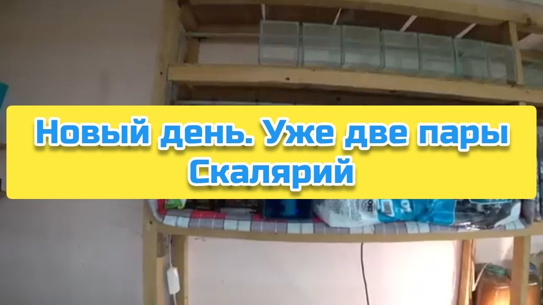 Новый день. Уже две пары Скалярий