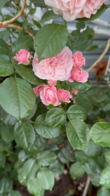 Байландо 🌸и Чиппендейл 🌸8 июня🌿 смотреть онлайн