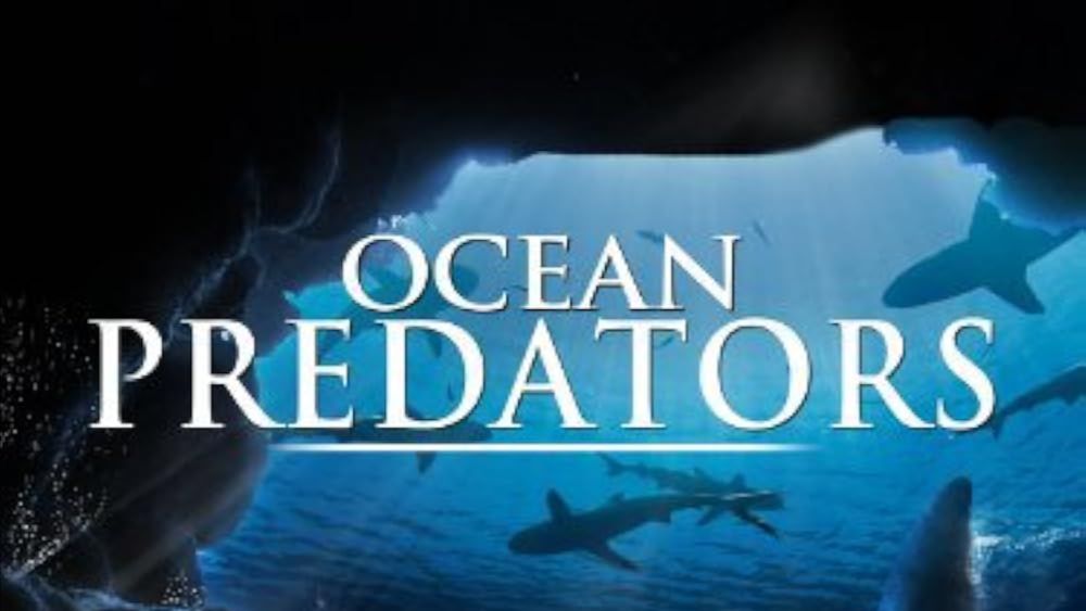 Хищники океанов | Ocean Predators 3D (2013) смотреть онлайн