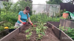 Дачный обзор | Работы в огороде продолжаются