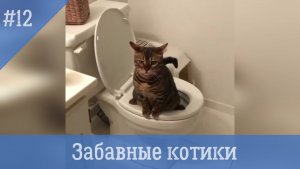 Забавные котики #12. Самые смешные видео с котами и кошками.