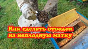 ДЕЛАЕМ ОТВОДКИ НА НЕПЛОДНЫХ МАТОК, ФОРМИРУЕМ ВОСПИТАЛКИ, ПРИВИВКА