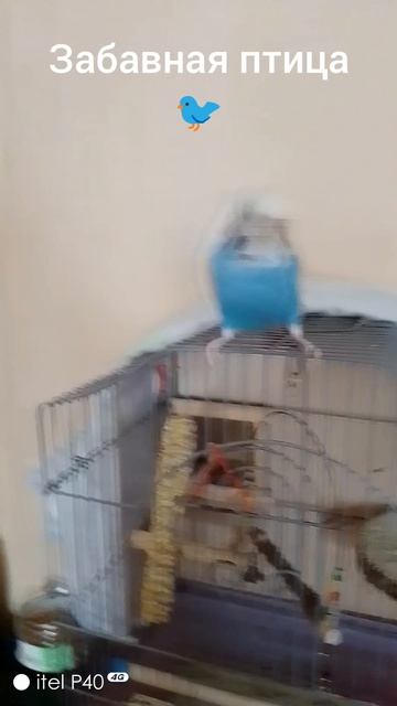 Забавная птица 🐦. смотреть онлайн