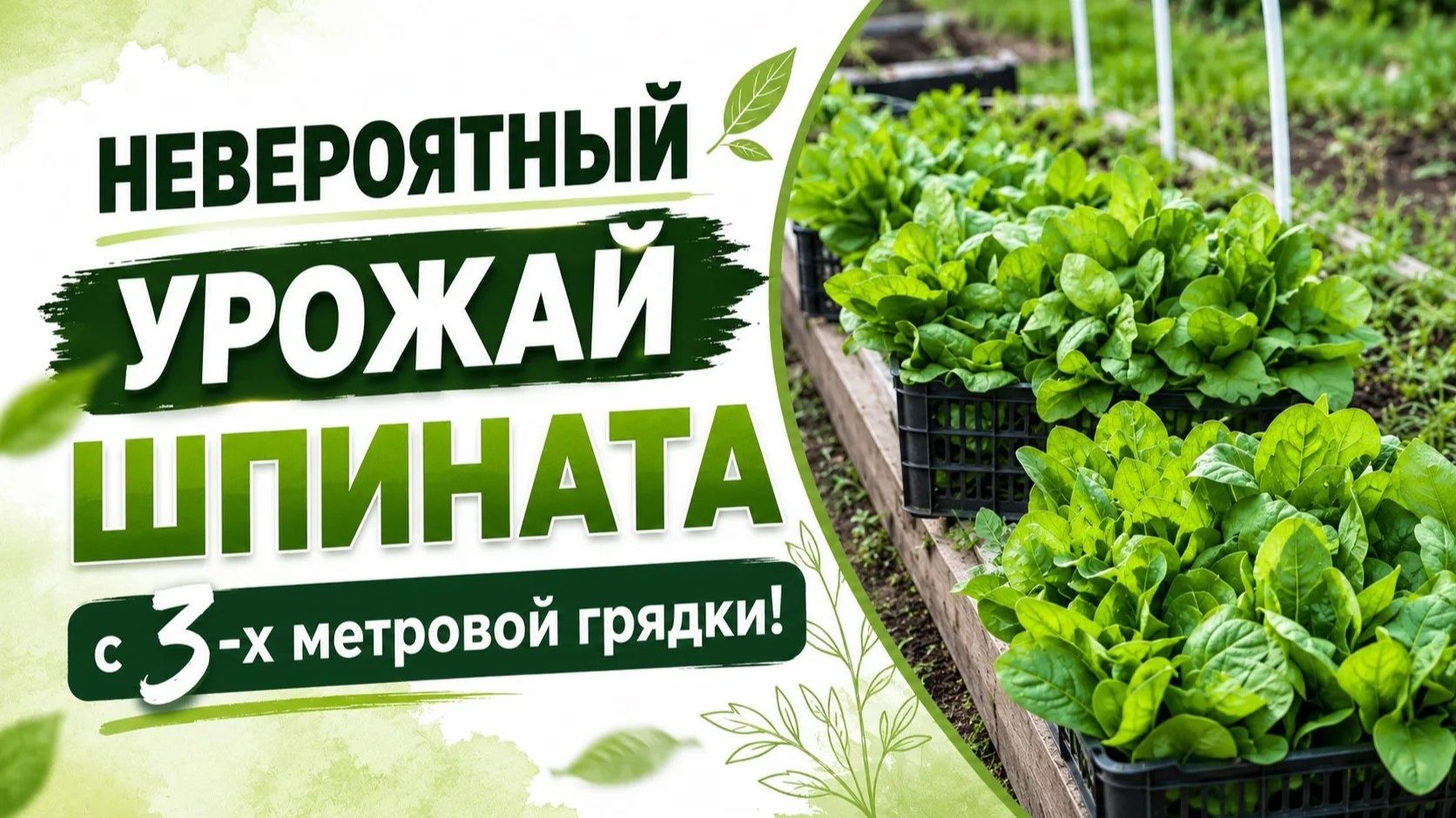 Урожай шпината с 3 метров грядки! Такого результата я не ожидала