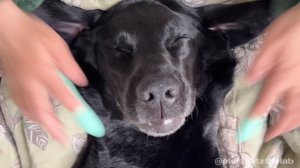 My dog booked a dandelion detox and pore cleanse