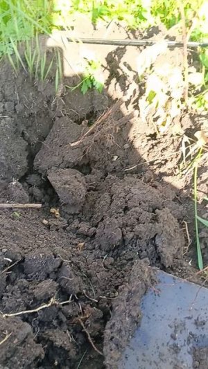 Непонятки с розой