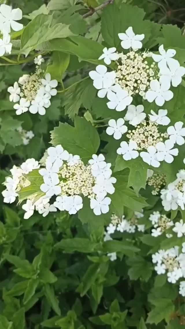 Кружевной цветок калины в июне.