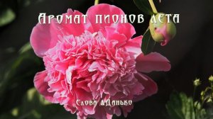 Аромат пионов лета.