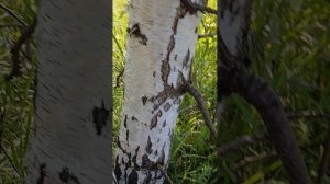 2 часть прятки