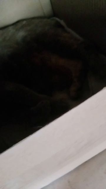 у моей кошки роделись котята смотреть онлайн