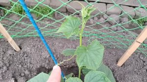 Попробовали. Работа насмарку.