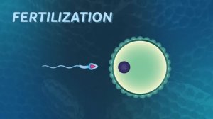 47. Sexual & Asexual Reproduction: How Animals Do It: Crash Course Biology